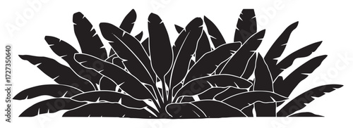 Silhouette of a lush tropical banana plant with large leaves and textured ground isolated on transparent background