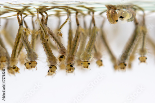 Mosquito larvae hanging from water surface, showcasing their segmented bodies and bristles. image captures their aquatic environment