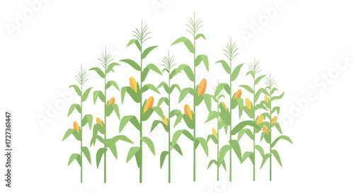 Lush Green Cornfield with Ripe Ears of Corn Growing in Rows.
