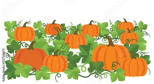 A bountiful pumpkin patch with ripe orange gourds and green vines.