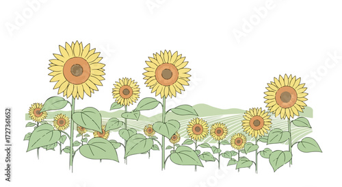 Vibrant Sunflowers in Full Bloom, Hand-Drawn Illustration.