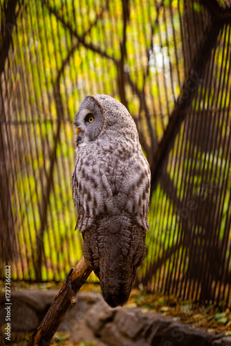 Wallpaper Mural A great gray owl perches silently atop a pine tree in the zoo Torontodigital.ca