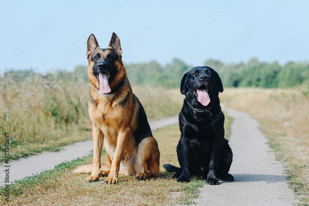 Obraz premium two dogs sit on footpath in field, black and brown East European Shepherd and black Labrador, dogwalking concept