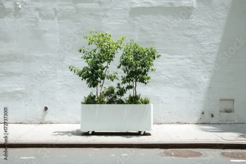 Fototapeta Naklejka Na Ścianę i Meble -  White planter box with two small trees