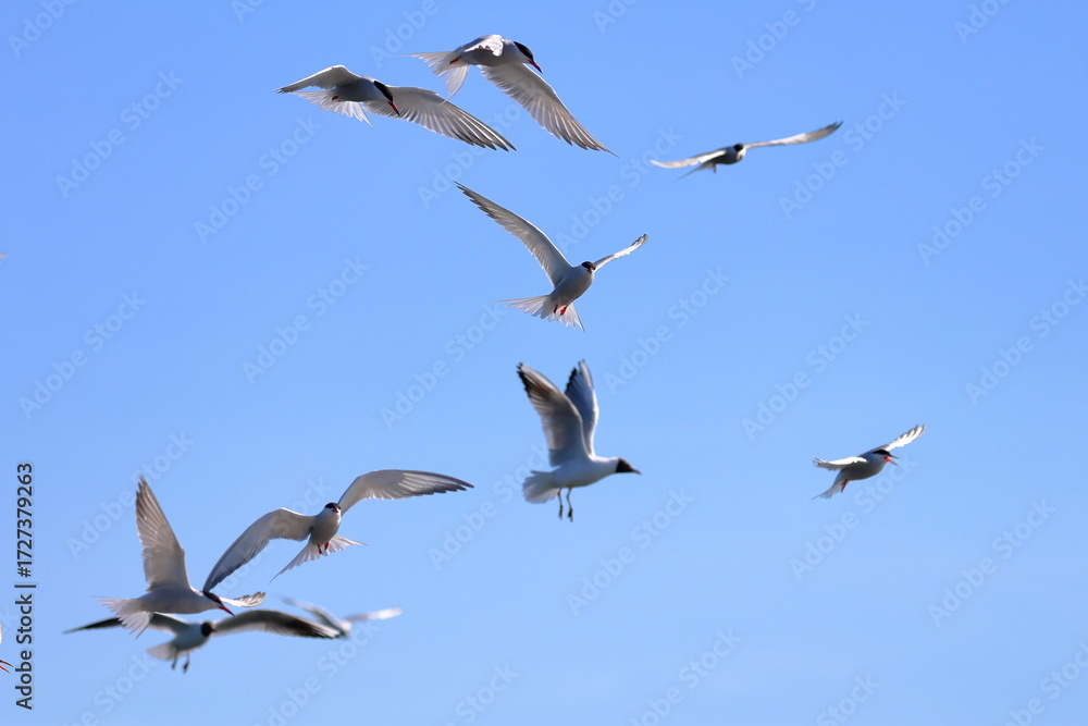 Fototapeta premium common tern
