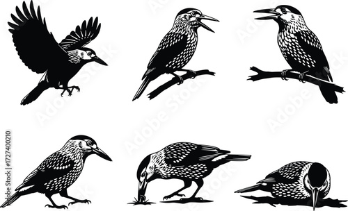 Woodpecker silhouette vector set, flying bird, perched woodpecker, pecking pose, forest wildlife, black and white illustration, nature clipart, animal design