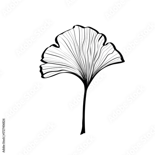 Ginkgo biloba leaves sketch. Decorative sceleton leaf. Vector hand drawn illustration. Minimal line art style.