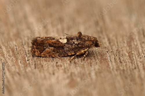 Closeup on a Diamond-back Marble micro moth, Eudemis profundana