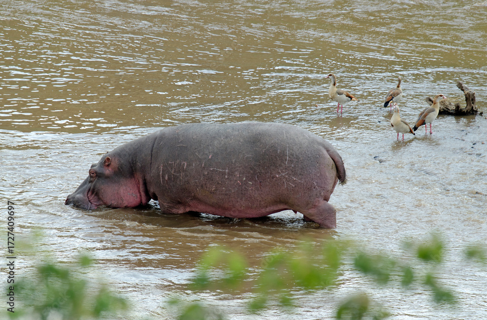 Fototapeta premium hippopotame, hippopotamus amphibius, Réserve de Masai Mara, Afrique