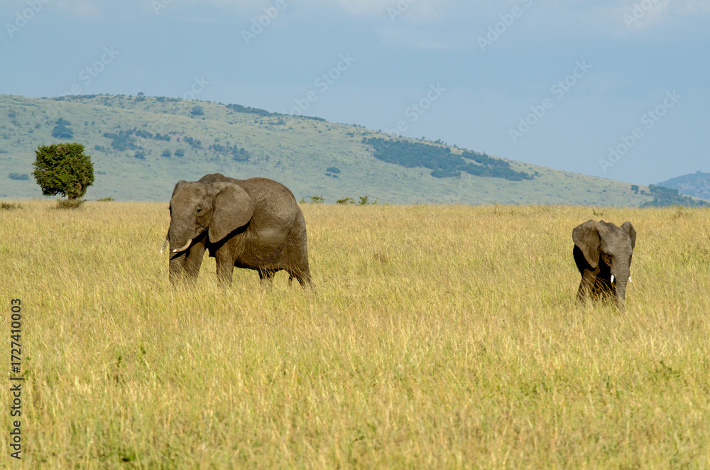 Fototapeta premium éléphant d'Afrique, loxodonta africana, adulte et jeune, savane, Afrique de l'Est
