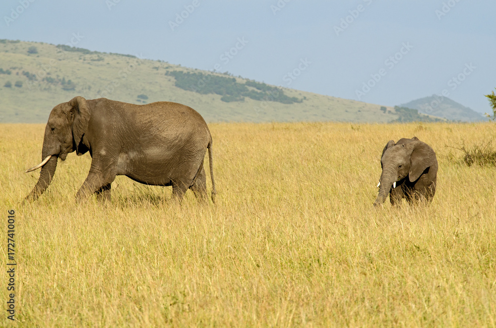 Obraz premium éléphant d'Afrique, loxodonta africana, adulte et jeune, savane, Afrique de l'Est