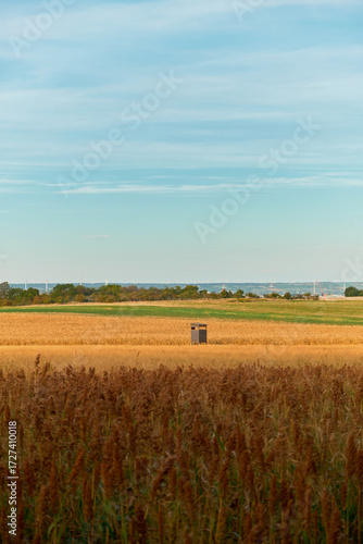 Wide view of corn and sorghum fields with a wooden observation tower in the middle. Clear blue sky above, ideal for agrobusiness, farms, and rural landscape projects.