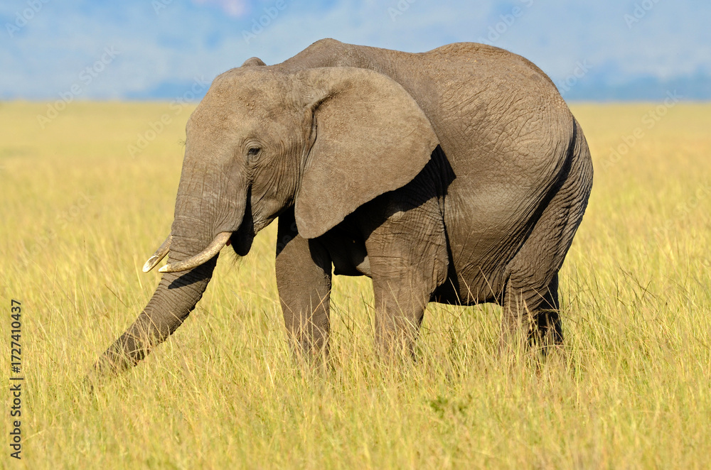 Obraz premium éléphant d'Afrique, loxodonta africana, savane, Réserve de Masai Mara, Kenya