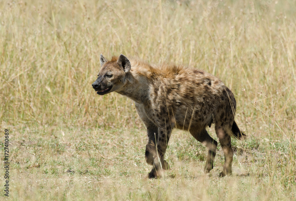 Fototapeta premium Hyène tachetée, Crocuta crocuta, Afrique de l'Est