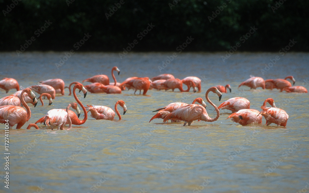 Naklejka premium Flamant des Caraïbes, Phoenicopterus ruber, American Flamingo, Réserve nationale Celestin, Méxique