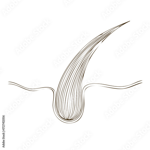 Hair follicle schematic illustration, anatomy design, human hair vector graphic.