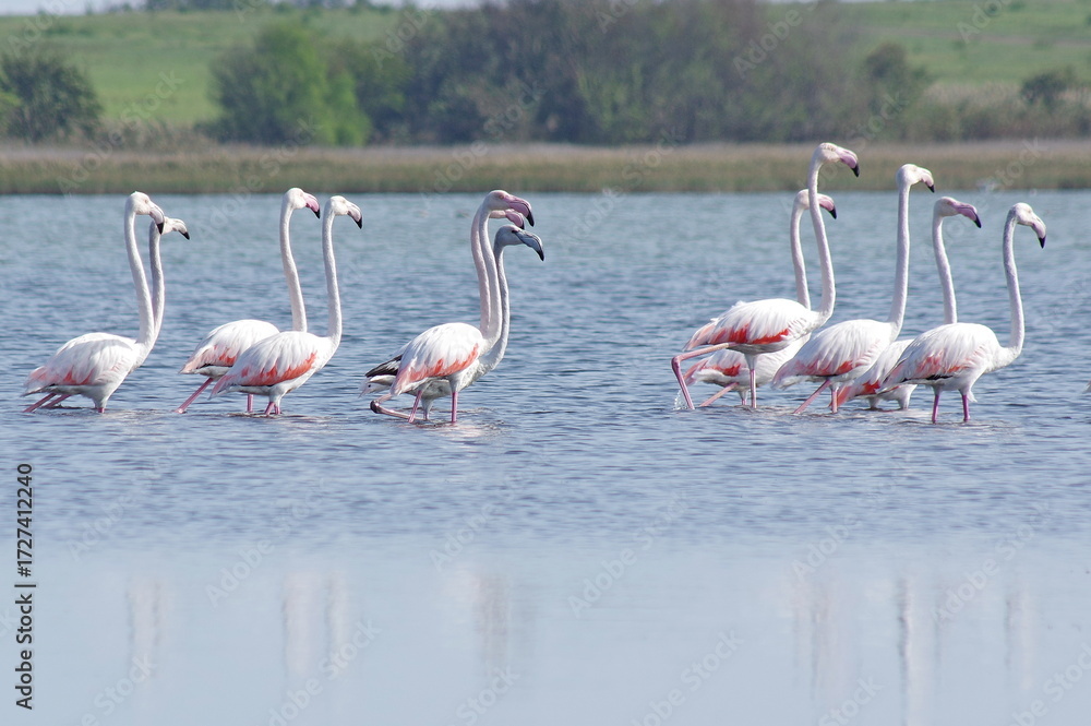 Fototapeta premium Greater flamingo group in the lake