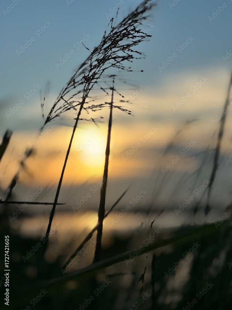 Fototapeta premium Serene sunset through tall grass evokes peace and tranquility, perfect for nature lovers and travel bloggers seeking a calming backdrop for content