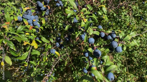 Summer fruit. A crop of blue sloe berries growing on a roadside blackthorn bush in Leicestershire England
