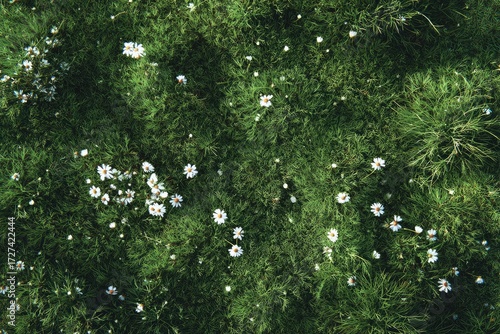 A top-down view of a field of small white flowers amidst lush green grass