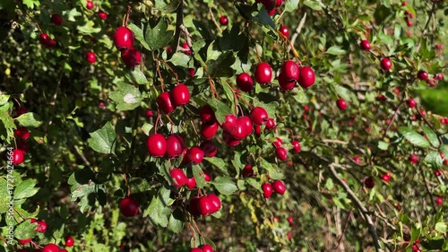 Wild red hawthorn berries on a roadside bush in the autumn in Leicestershire England.