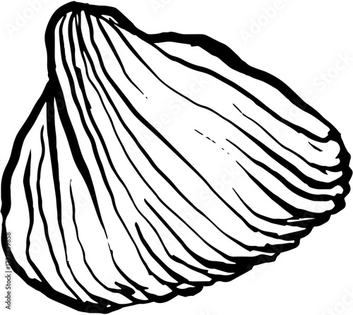 Hand drawn Greek themed ink vector illustration. Shell