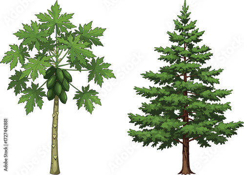 Papaya tree and pine tree side by side, tropical and temperate contrast, nature diversity, green foliage, botanical landscape beauty