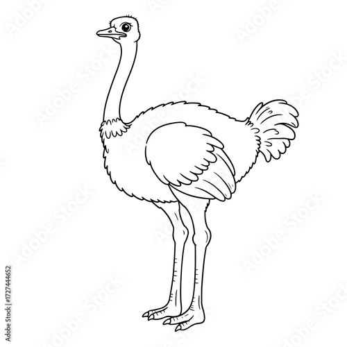 ostrich, coloring, bird, flightless, animal, kids, outline, drawing, printable, sketch, wildlife, feathers, nature, zoo, tall, legs, beak, wings, cartoon, Africa, run, fast, species, black, white, art