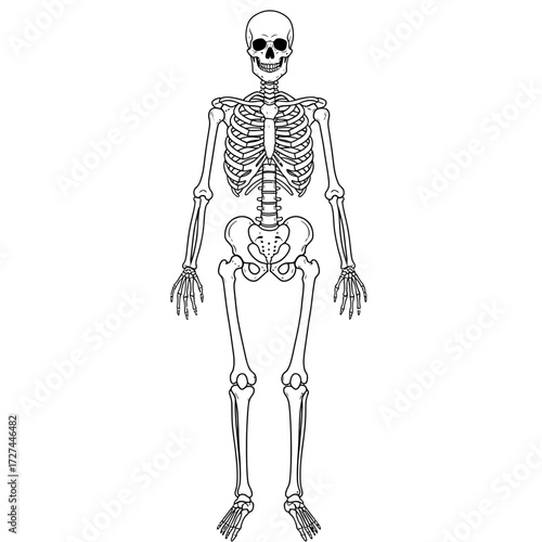 skeleton, human, anatomy, diagram, bones, illustration, body, biology, medical, education, science, structure, skull, ribcage, pelvis, spine, femur, tibia, ulna, radius, clavicle, scapula, vertebrae, 