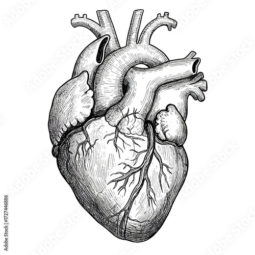 heart, anatomical, organ, vector, sketch, lineart, drawing, human, biology, clipart, illustration, medical, science, anatomy, realistic, detailed, veins, arteries, vintage, engraving, graphic, muscle,