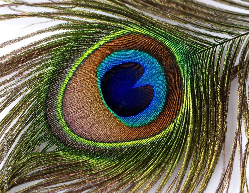 Obraz premium Close-up peacock feather (1)