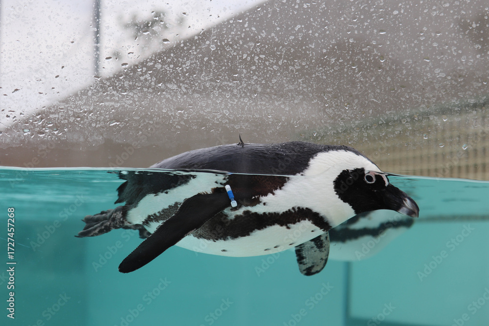 Naklejka premium African Penguin Gracefully Swimming in Clear Blue Water