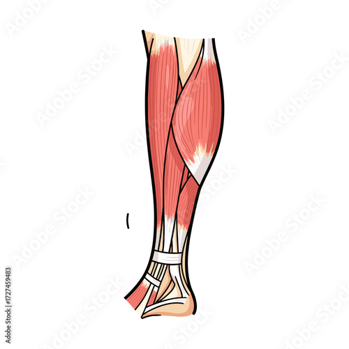 Anatomical Illustration of Human Leg Muscles and Tendons Structure.
