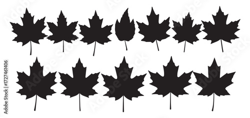 Collection of black maple leaf silhouettes isolated on transparent background representing autumn season and canadian symbolism