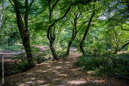 Epping Forest, is a 2,400-hectare area of ancient woodland which straddles the border between Greater London and Essex, London, England, UK