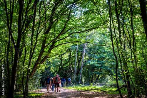 Obraz na plátně People hiking in Epping Forest, is a 2,400-hectare area of ancient woodland whic