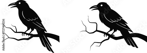 Two crow raven bird silhouettes perched on branches, black vector illustration of wild birds, gothic nature design for Halloween decoration