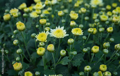 Close-up of yellow chrysanthemum flowers and buds in the garden, natural floral background with blooming and unopened blossoms in daylight.