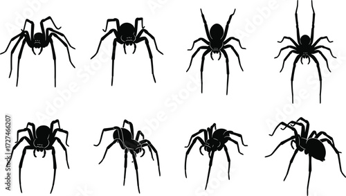 Set of eight black spider silhouettes vector illustration with different poses, creepy arachnid shapes, Halloween scary insect artwork design