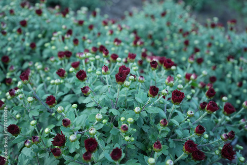 Field of dark red chrysanthemum buds with lush green foliage. Unopened flowers create a textured natural background perfect for design, gardening, and floral concepts.