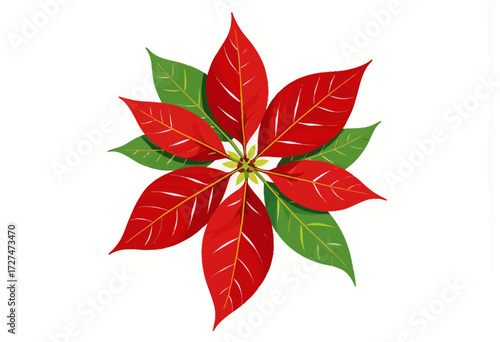 Vivid Holiday Display of Red and Green Poinsettia with Symmetrical Leaf Arrangement in Festive Botanical Illustration