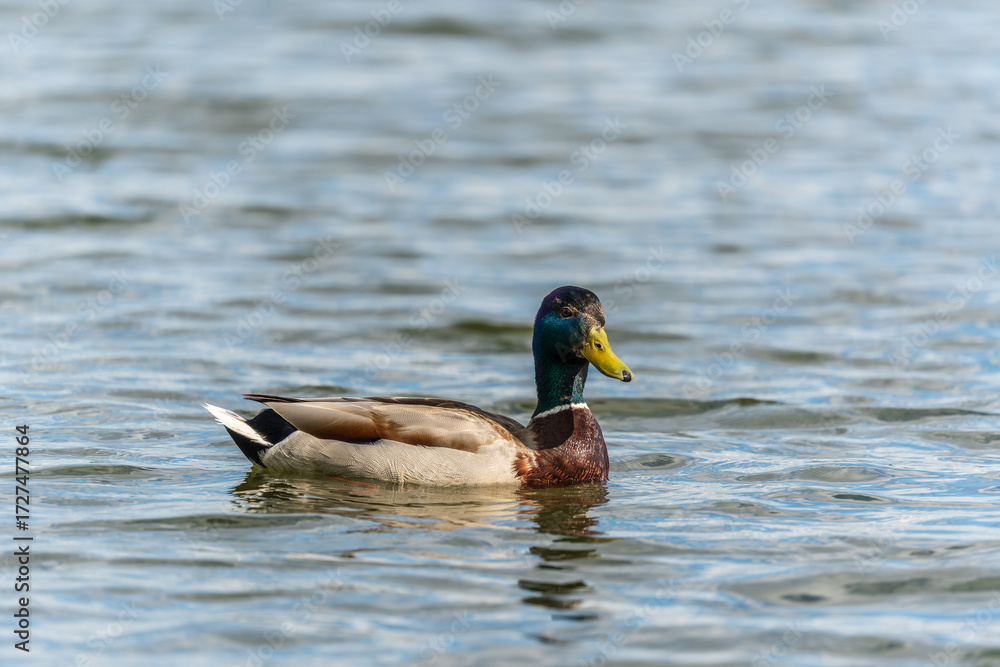 Obraz premium Duck swims in the pond.