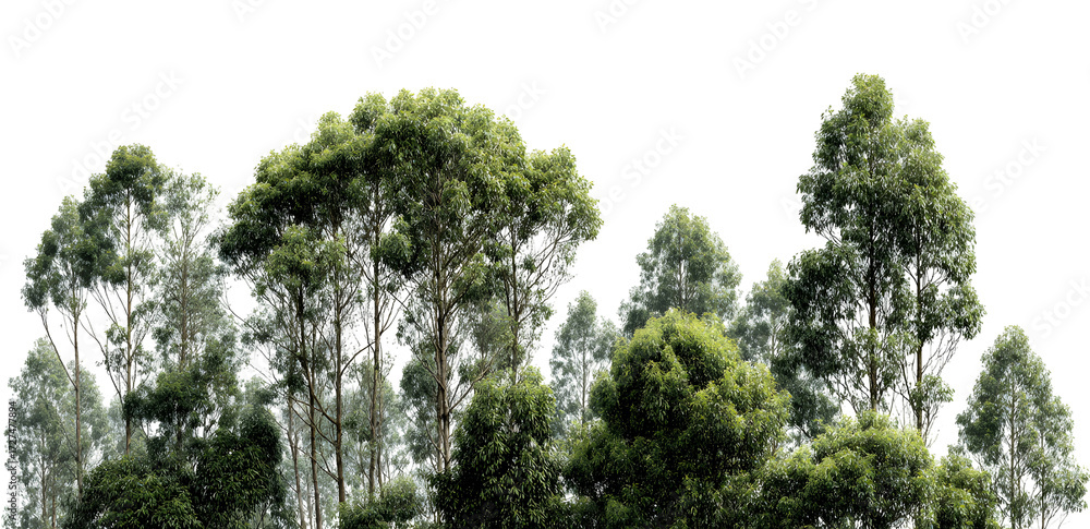 Fototapeta premium Wide canopied green tree, natural scenic landscape element illustration. Isolated on transparent background.