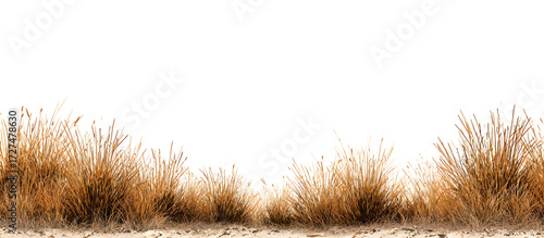 Brown wild grass field, dried autumn meadow landscape element. Isolated on transparent background.

