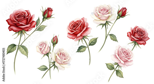 Elegant watercolor roses in vibrant red and soft pink, perfect for romantic designs and floral art