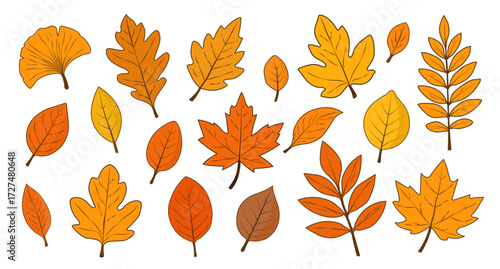 Autumn set of leaves of different shapes and colors on a white background. A collection of colorful autumn leaves from different trees. Hello autumn. Vector EPS 10.