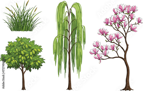 Green grass plant with seed heads, leafy deciduous tree, tall weeping willow with drooping branches, pink flowering blossom tree illustration