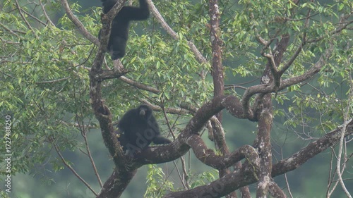Siamang (Symphalangus syndactylus) Gibbons hanging and making loud calls on tree in the rainforest at Hala-Bala Wildlife Sanctuary, Narathiwat Province ,Thailand.
