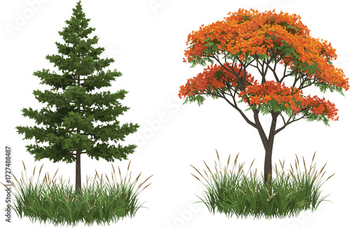 Evergreen conifer tree with green needles, autumn deciduous tree with orange leaves, seasonal contrast, nature landscape, botanical illustration, countryside scene