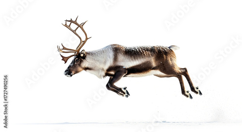 Reindeer running in snow winter landscape wildlife animal christmas holiday scenic background festive season